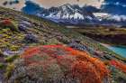 Torres del Paine guanaco plant, Chile Art Print